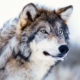 Profile image of 회색늑대