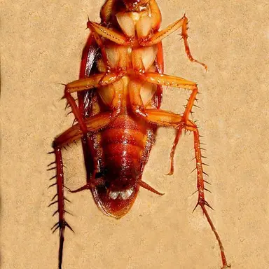 Profile image of 김여우
