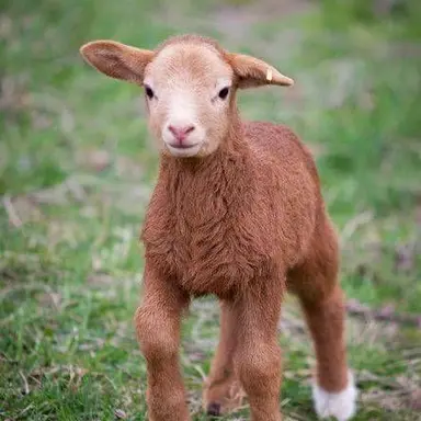 Profile image of 메이라