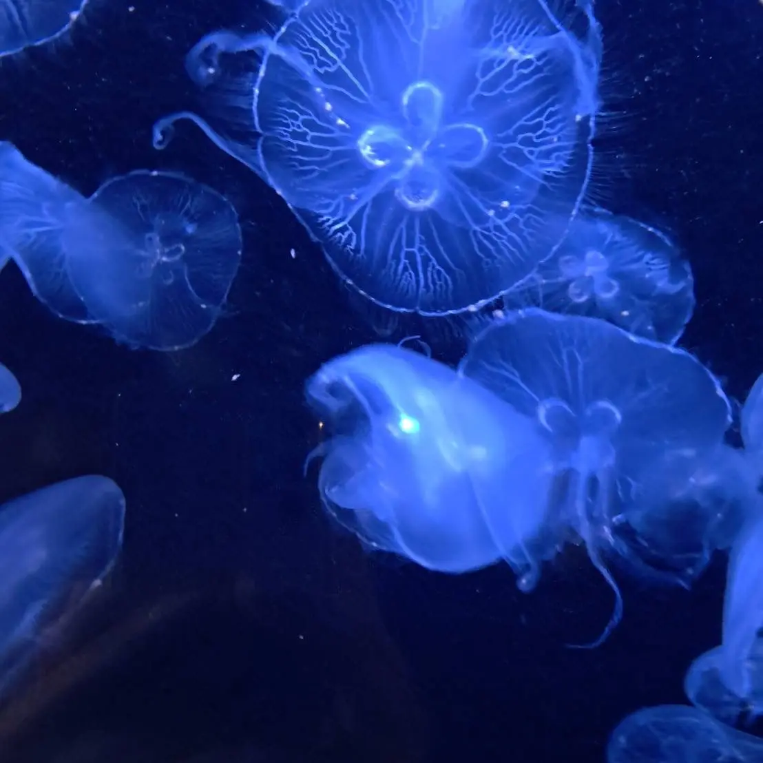 MGAwakai의 死んじゃおうかな