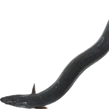 Profile image of ウナギ神