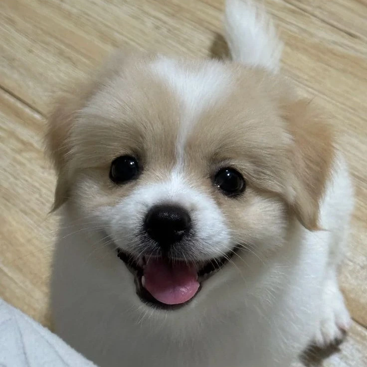 코코