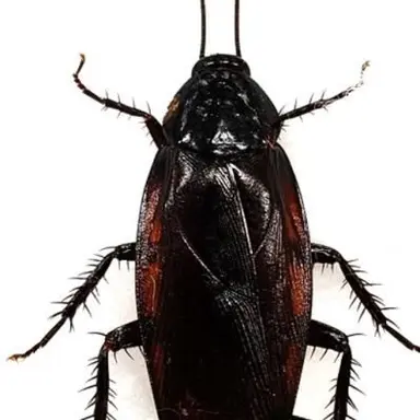 Profile image of ゴキブリ