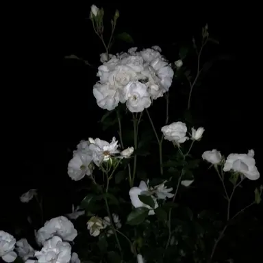 Profile image of 이루