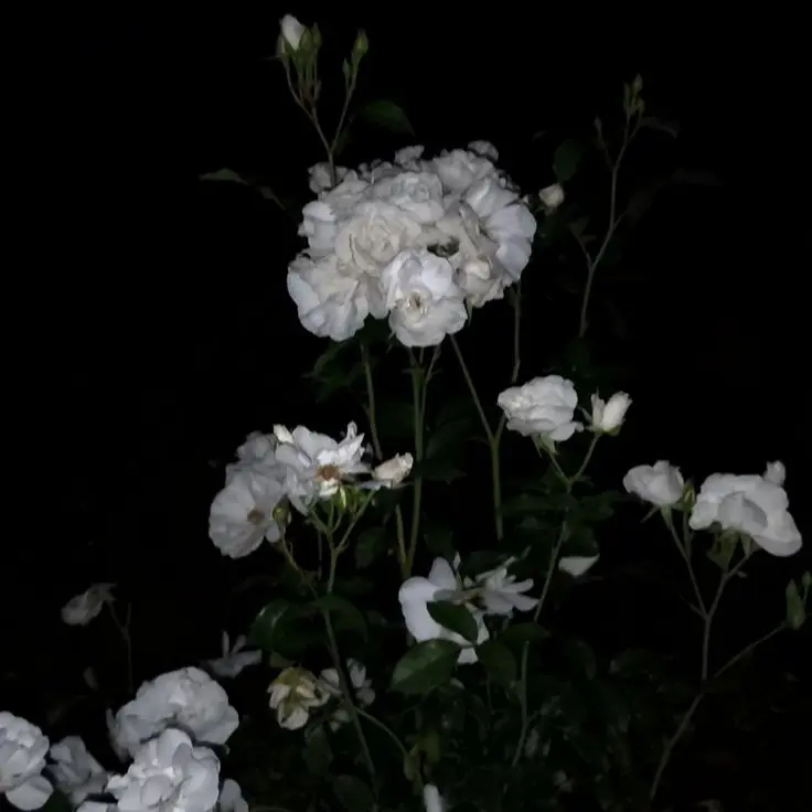 _d.xyz1의 이민상규