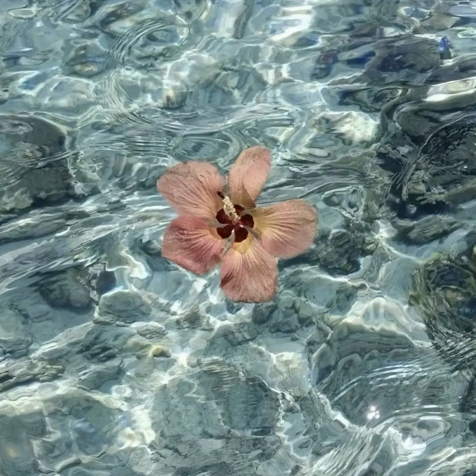 HarshTuna2978의 투어스 인어