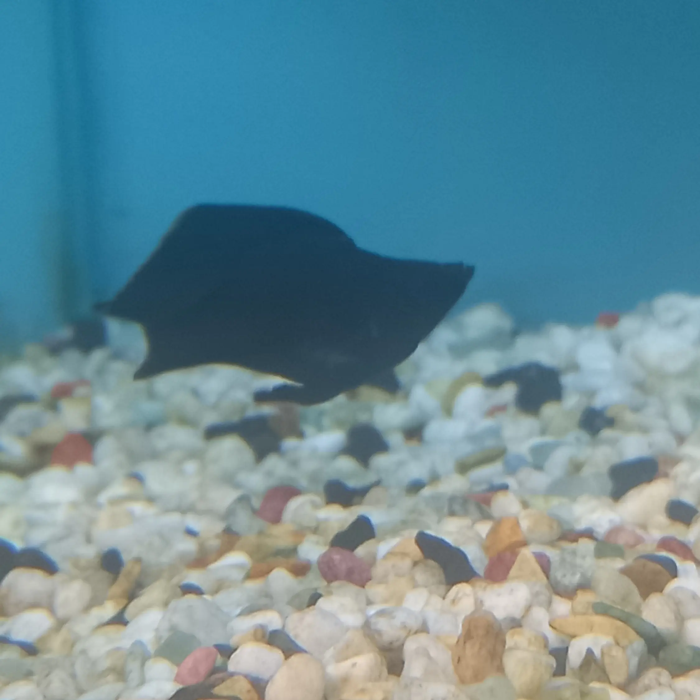 FluidRadar6337의 권지용
