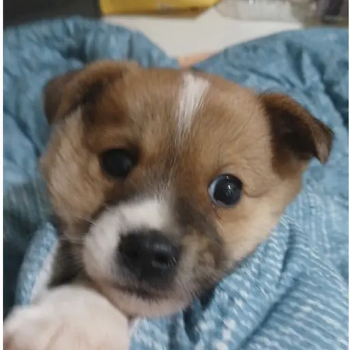 BrutalJudge1346의 둥이