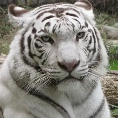 Profile image of ハン