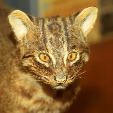 Profile image of テンユー