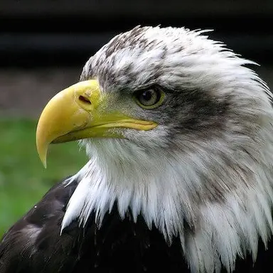 Profile image of ミネ