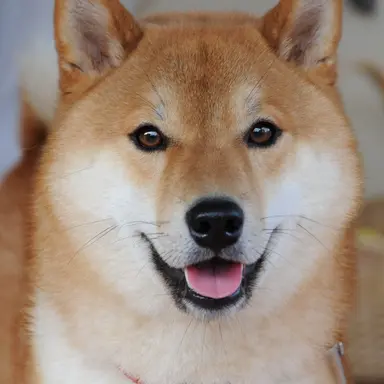 Profile image of カズマ