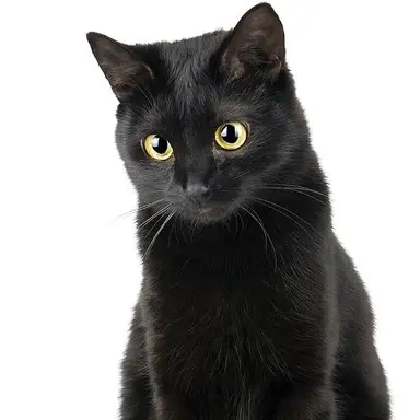 Profile image of ダイゴ