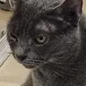 Profile image of K