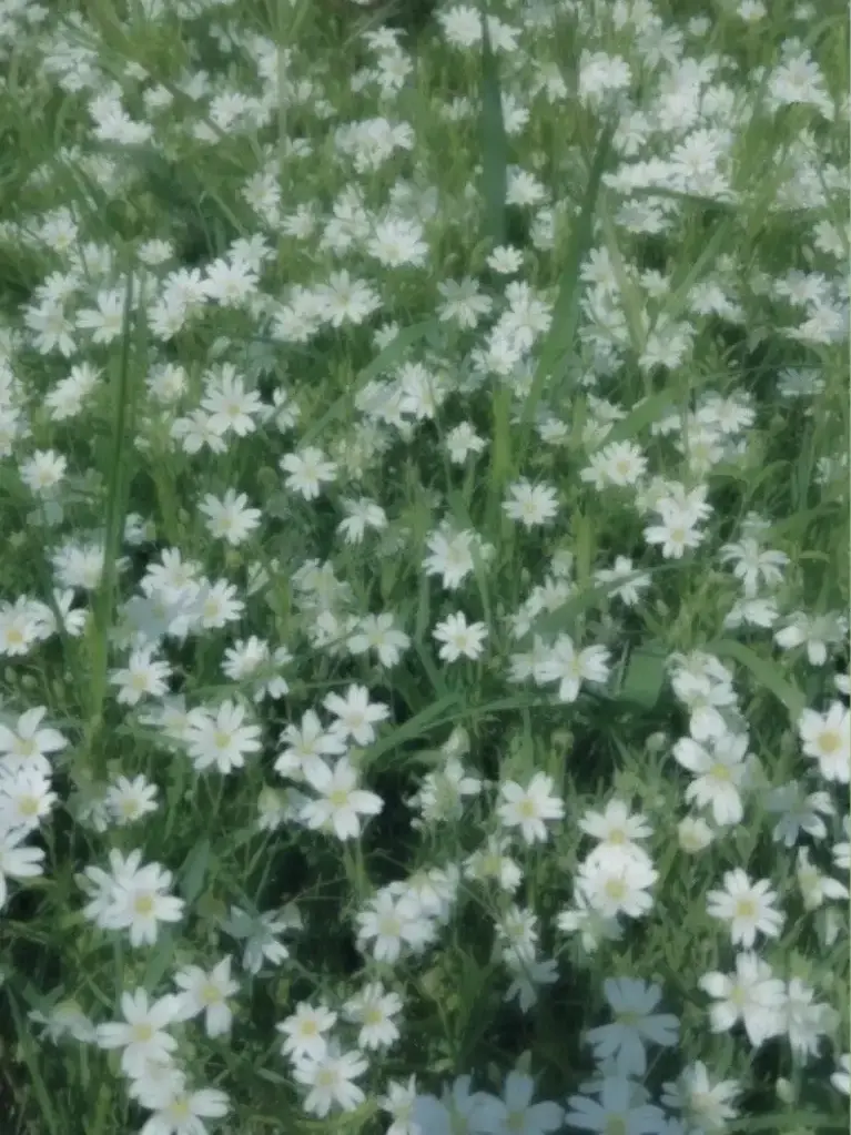 PoeticWage8805의 軍人の守護霊