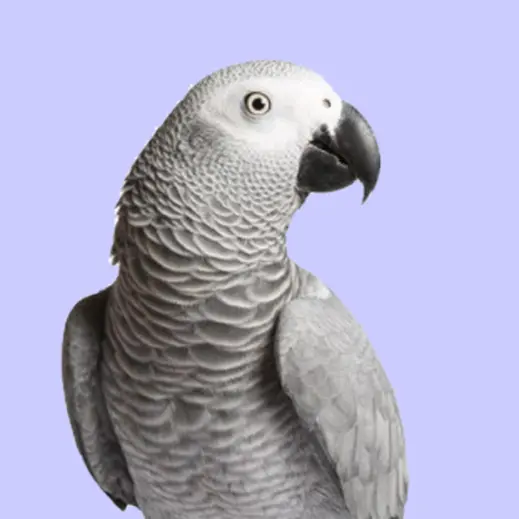 Seoul_parrotjjok의 천재 회색앵무 시로