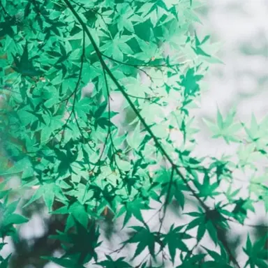 Profile image of 玄武
