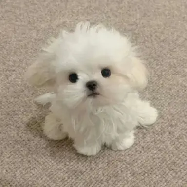 Profile image of 복슬이