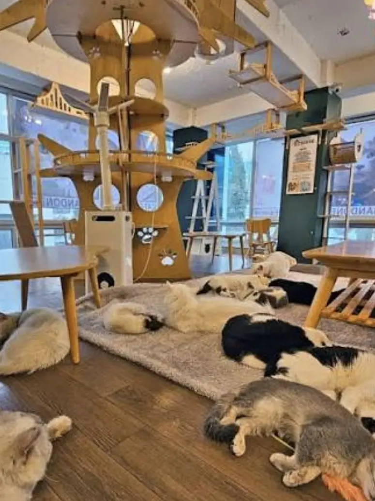 SturdyFear3940의 메탈카드봇 「고양이」