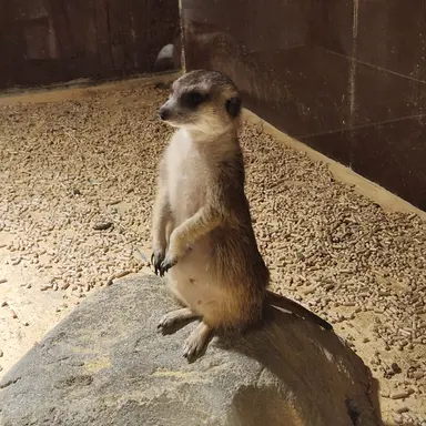 Profile image of 미어