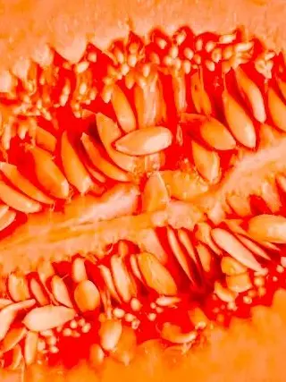 rererer의 肉汁は果汁となり