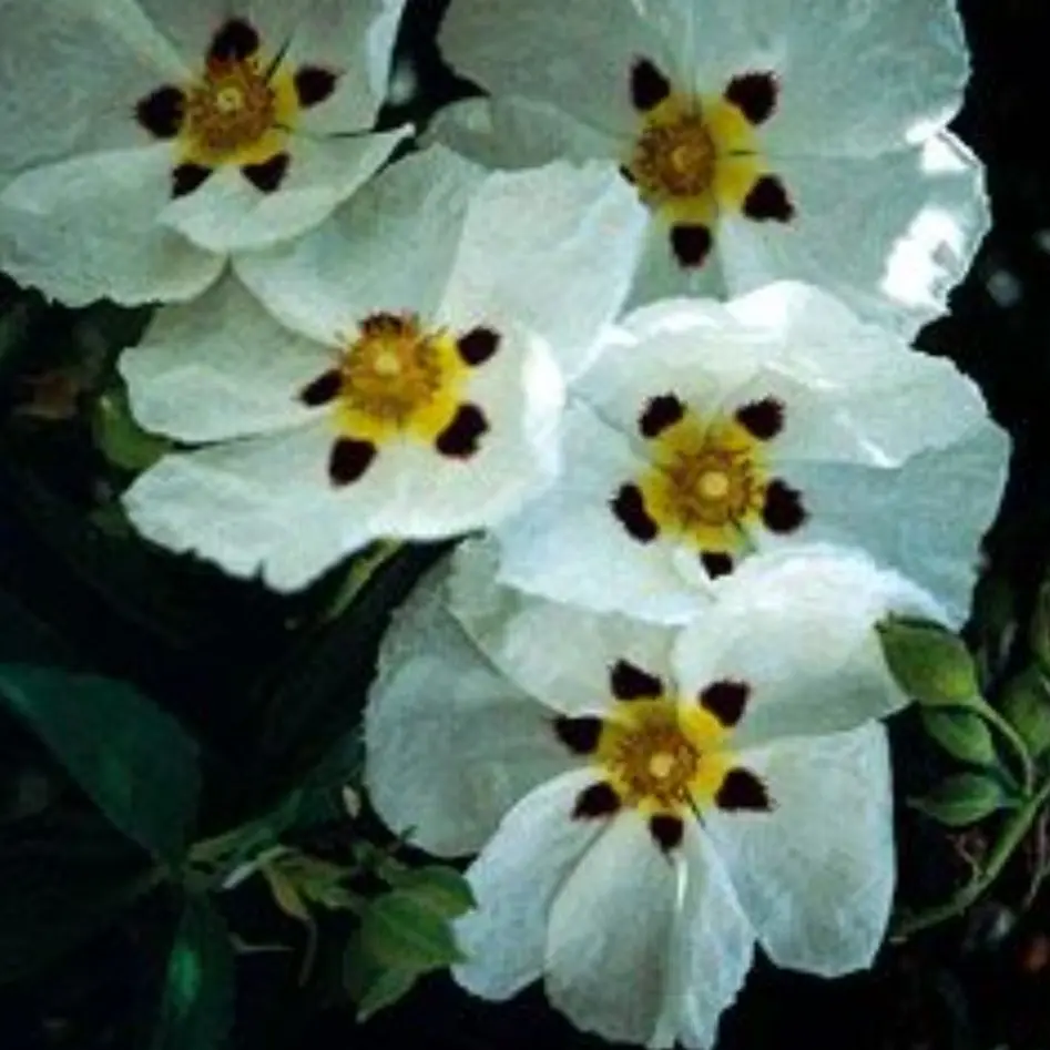 FestalDonor0321의 전상훈