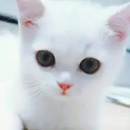 MintyVirus2587의 연준에 고양이