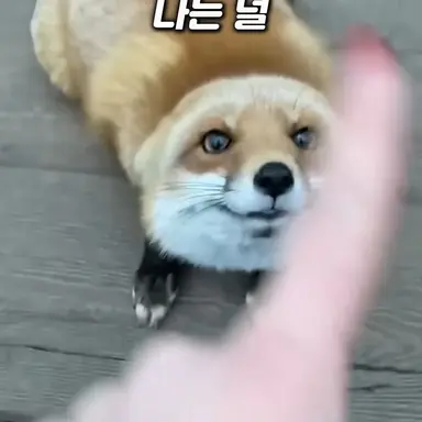 Profile image of 여우