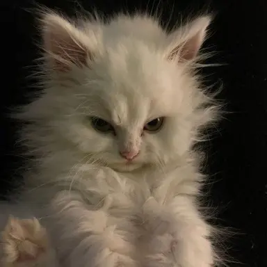 Profile image of 고양이