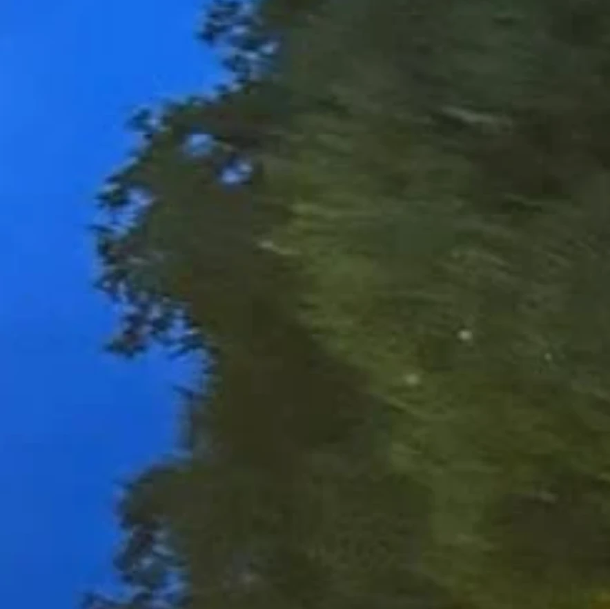 リノ