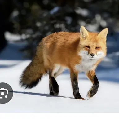 Profile image of 여우