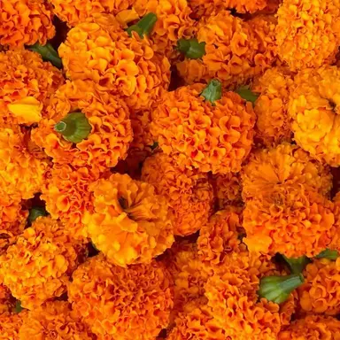 Profile image of 박덕개