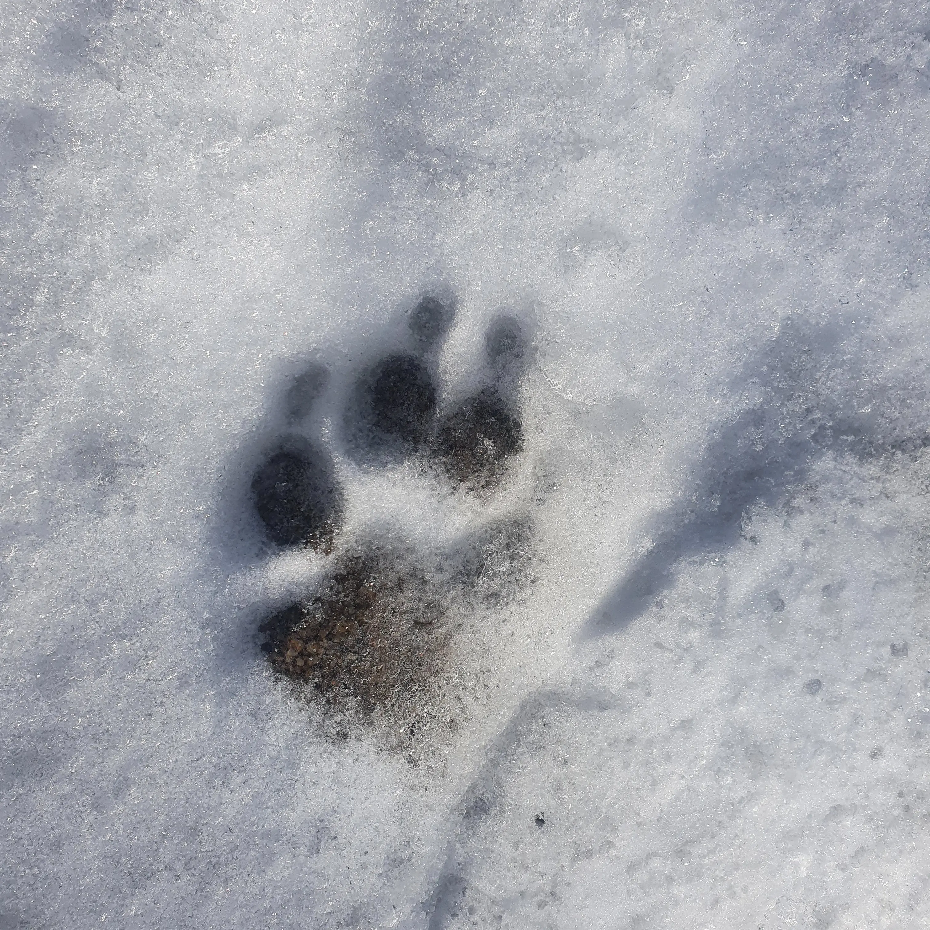 CockyLoach3882의 작두