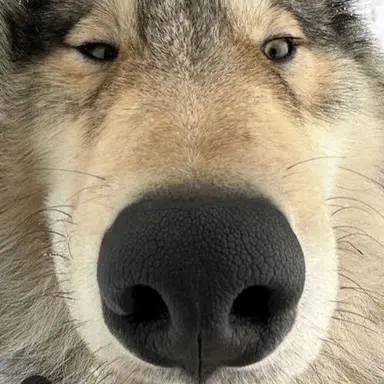 Profile image of 늑대