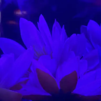 Profile image of リアム