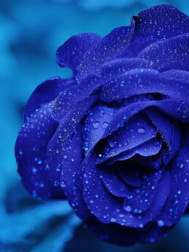 Nighttime의 추운 왕과 멍청한 풀떼기.