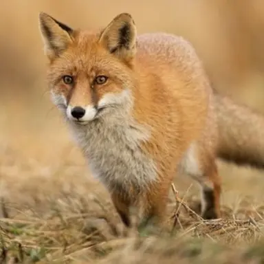 Profile image of 여우