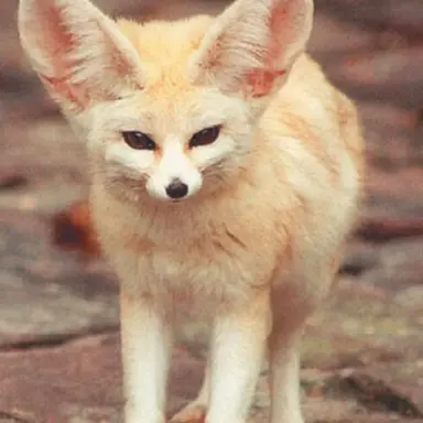 Profile image of 여우