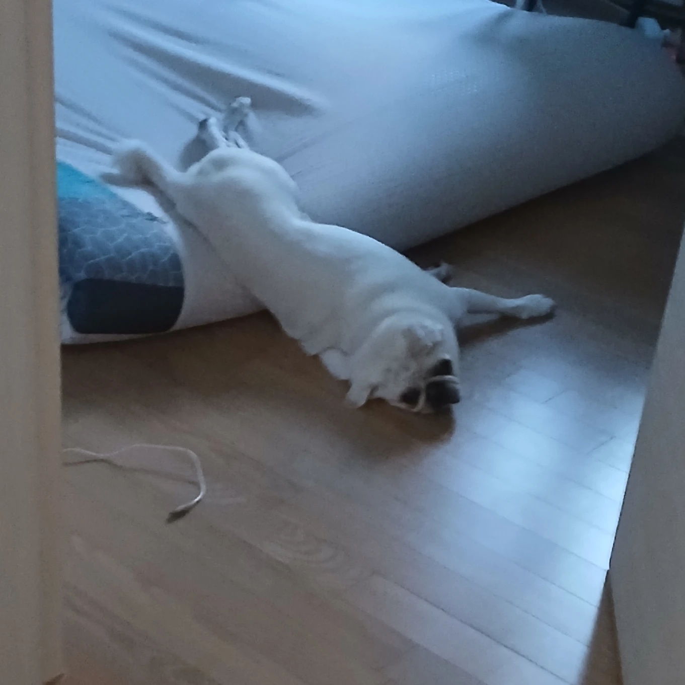 폭시