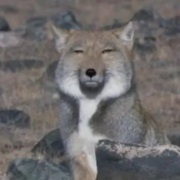 Profile image of 여우