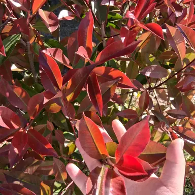 Profile image of 메린