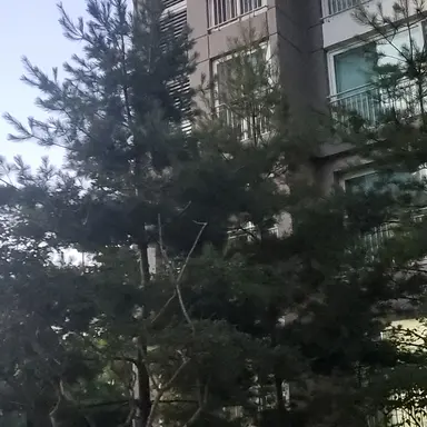 Profile image of 증상