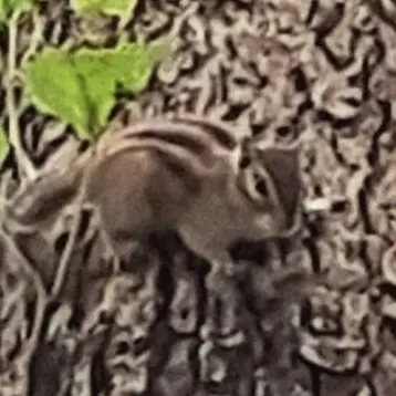 Profile image of 백현