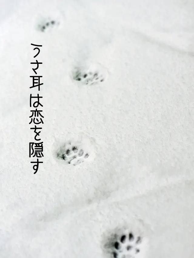 Galza_urto_의 うさ耳は恋を隠す🏢