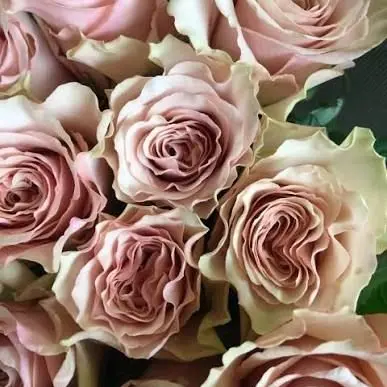 IvoryDam8713의 エーミールお嬢様