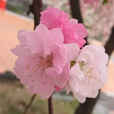 Profile image of 라더 경사