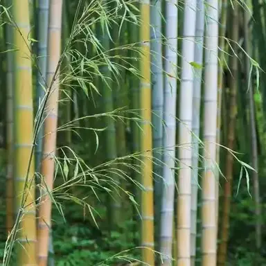 Profile image of 대나무