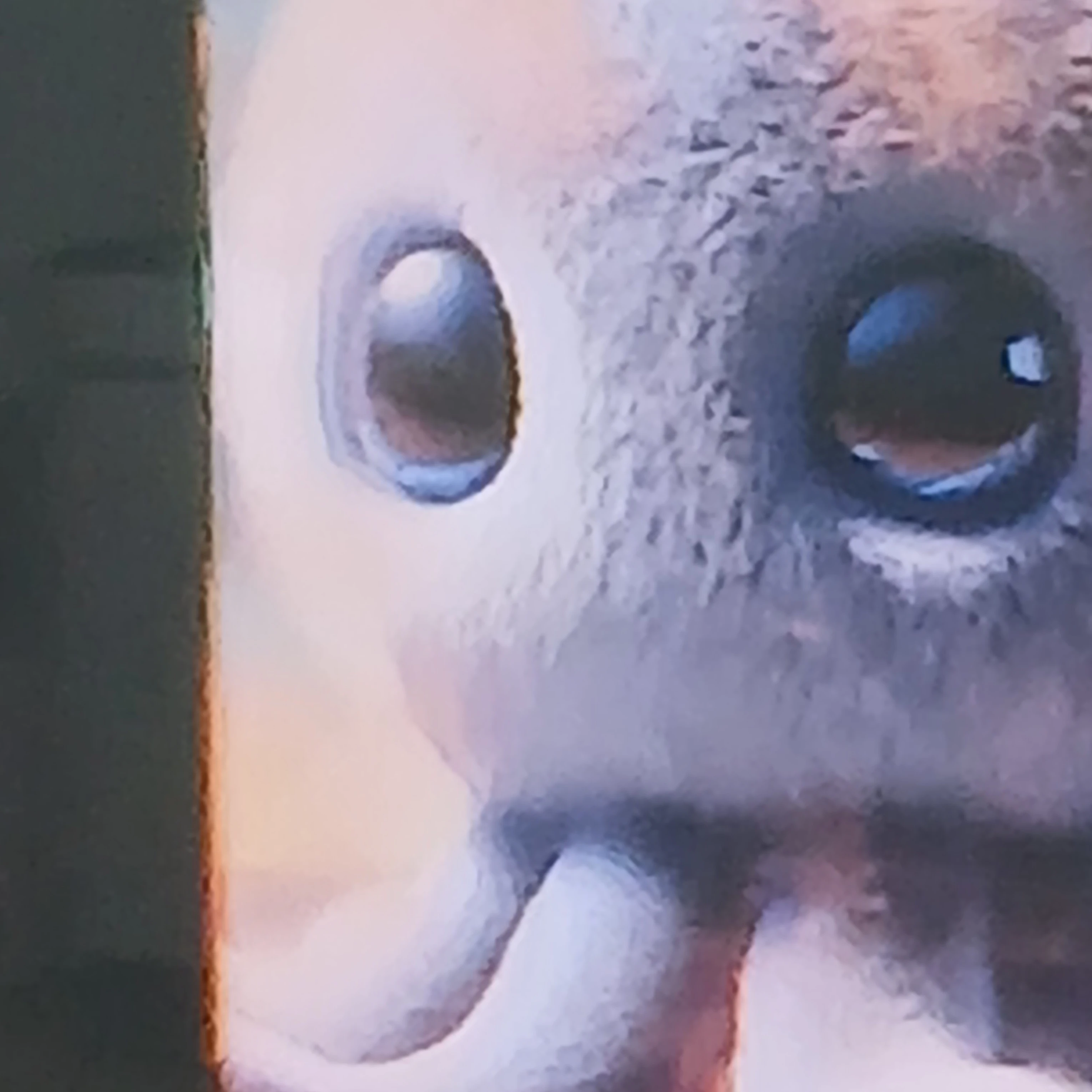 블루베리문어
