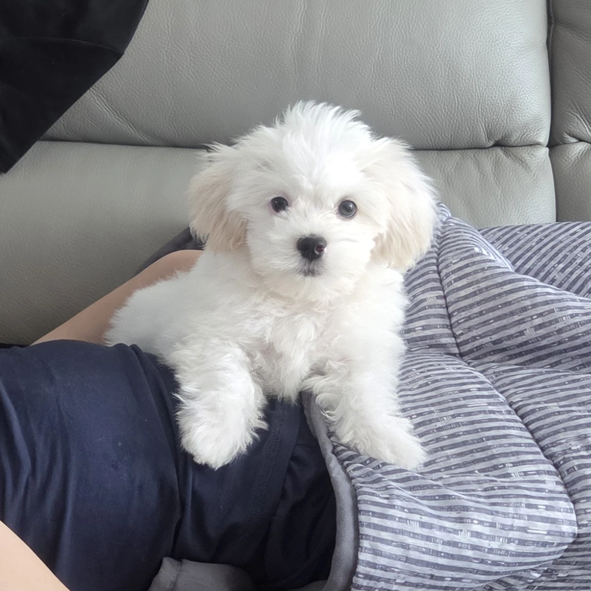 카오루