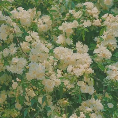 Profile image of 정공룡